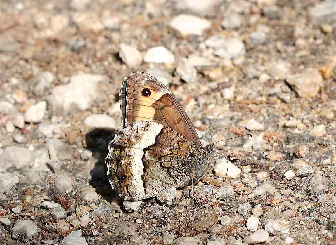 Eastern-Rock-Grayling-710347