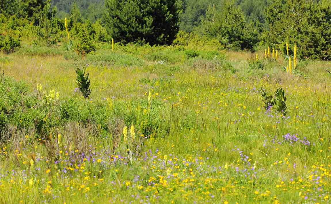 Flower-Rich-meadows-900090