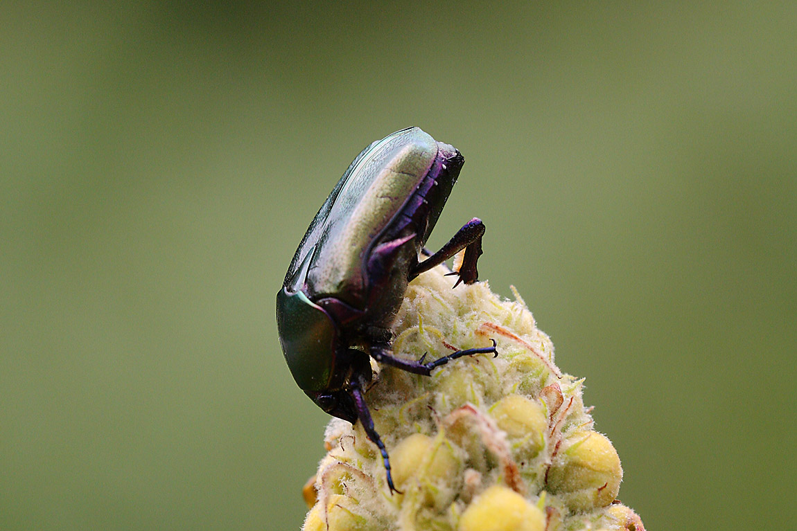 Green Beetle 6860326