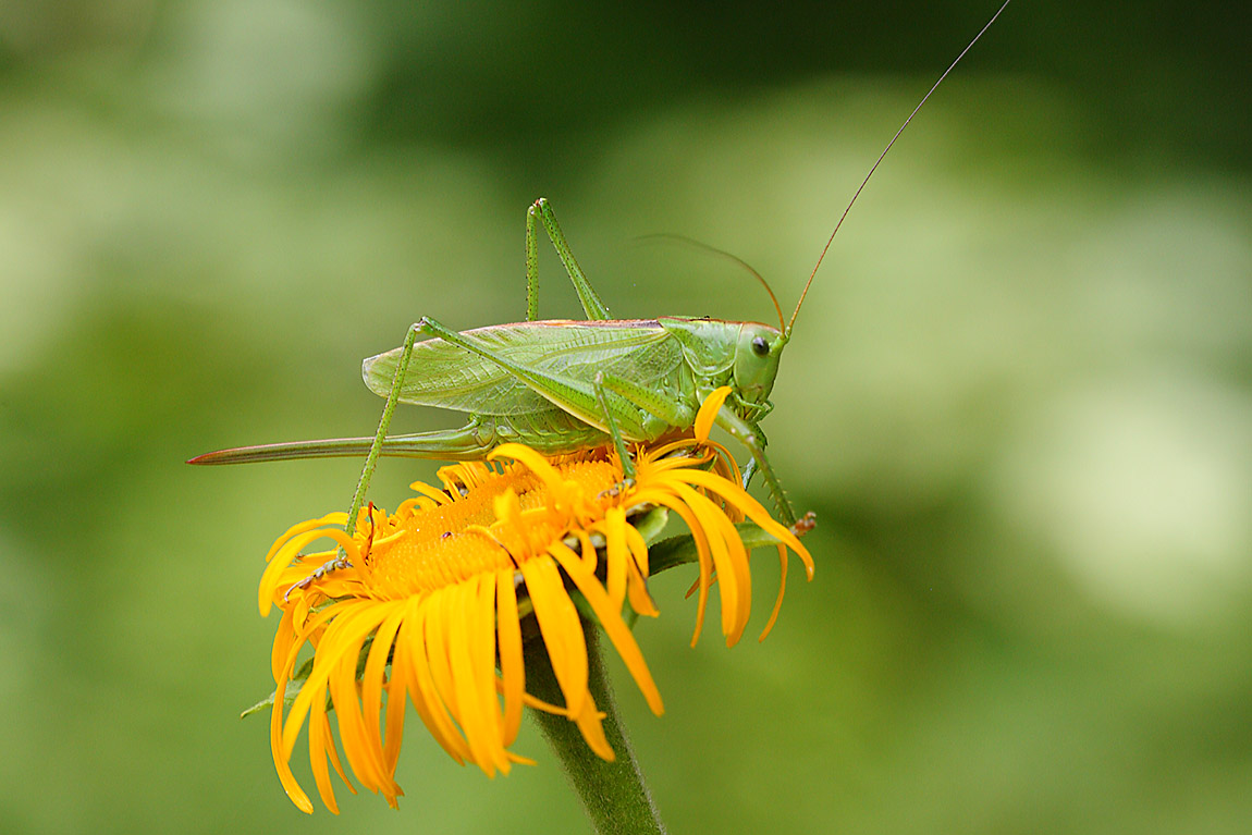 Green Bush Cricket 7358319