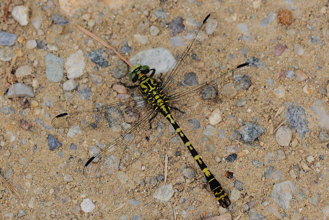 Green-eyed Hooktail Dragonfly 0144277