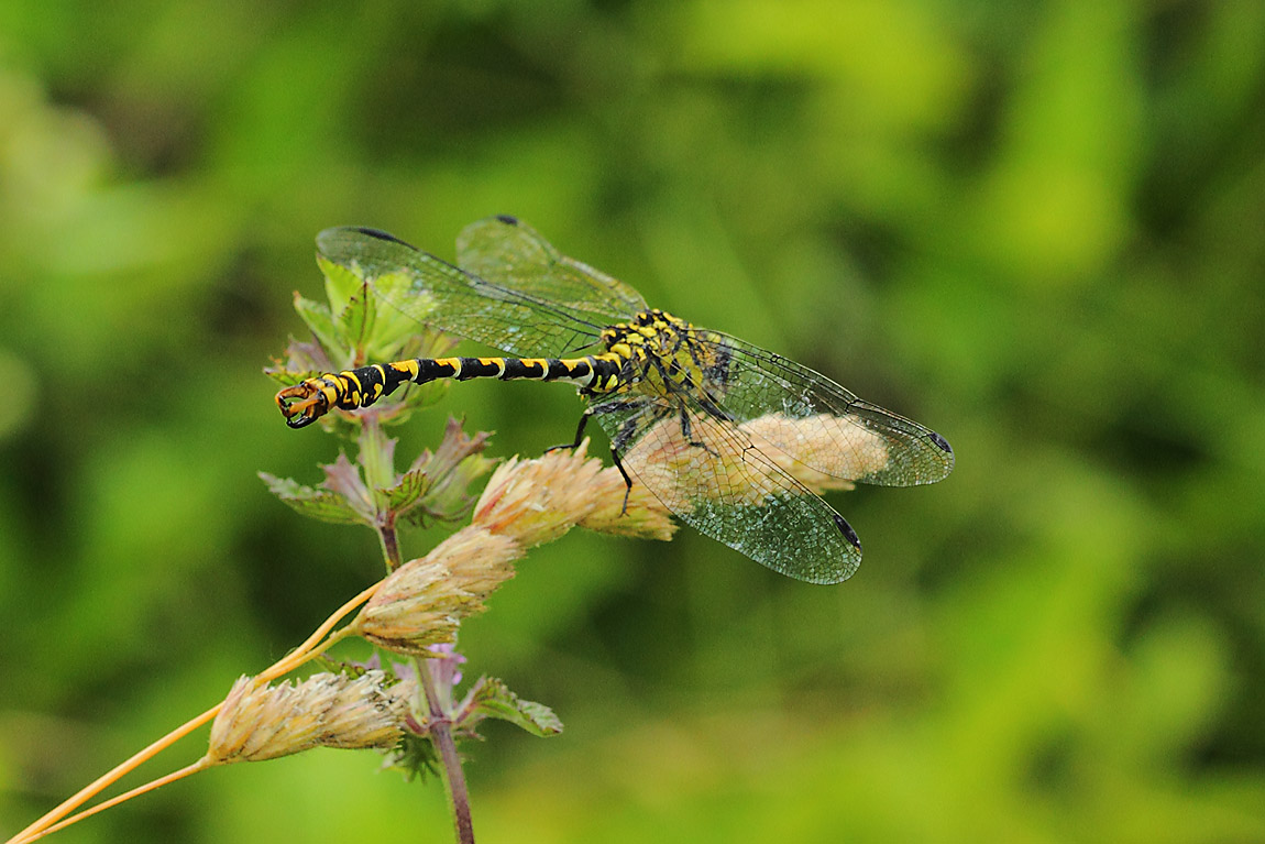 Large Pincertail 0135335