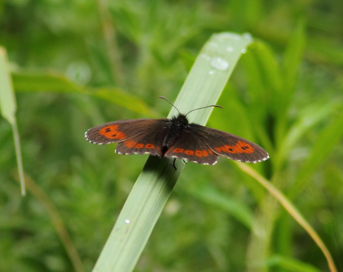 Large-Ringlet-0608129
