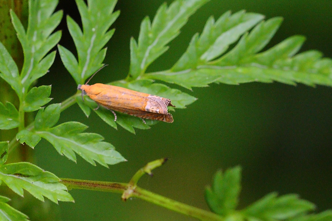 Lathronympha strigana6785325