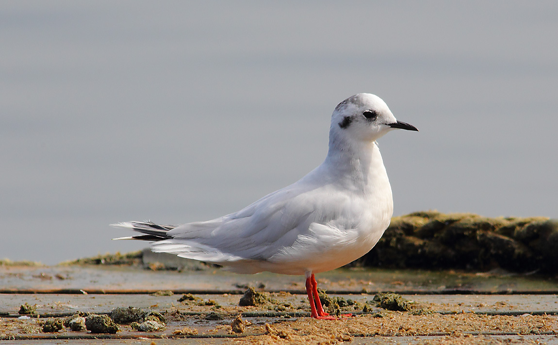 Little Gull 6586362
