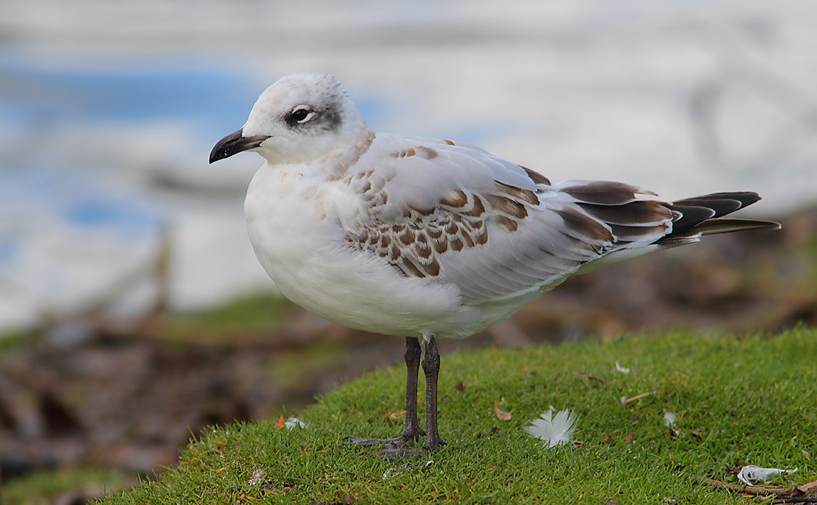 Mediterranean Gull 6604380