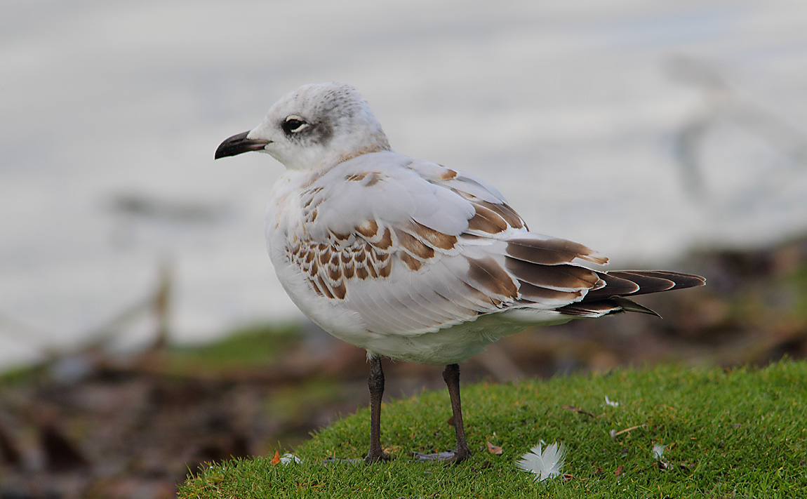 Mediterranean Gull 6608364
