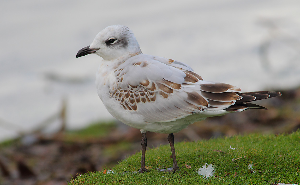 Mediterranean Gull 6615379