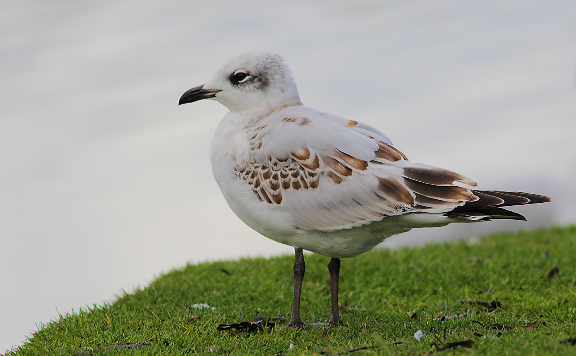 Mediterranean Gull 6624365