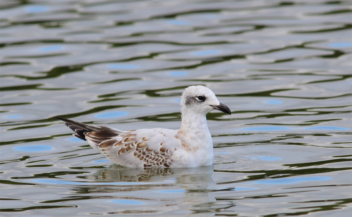 Mediterranean Gull 6642366