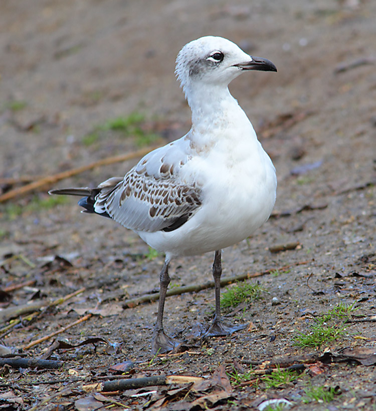 Mediterranean Gull 6650367
