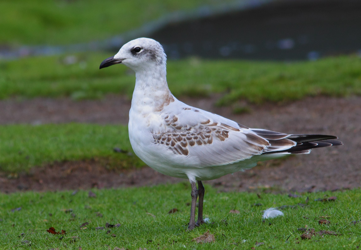 Mediterranean Gull 6663368