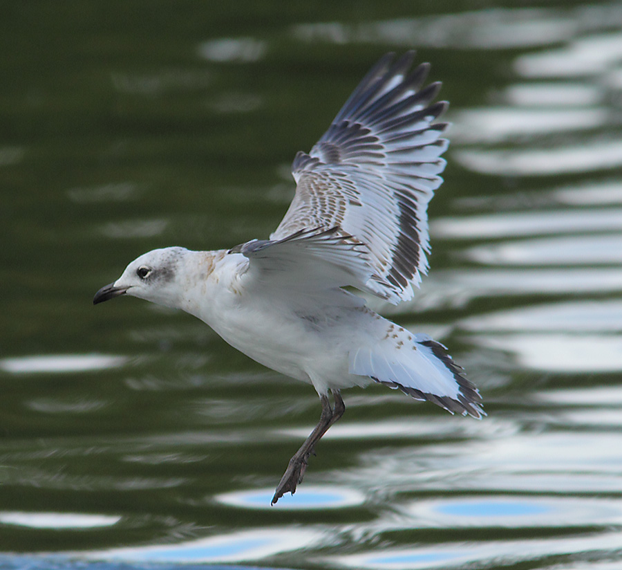 Mediterranean Gull 6668369