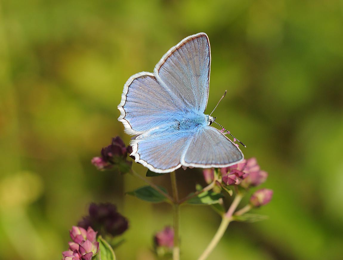 Meleager's-Blue-0174132