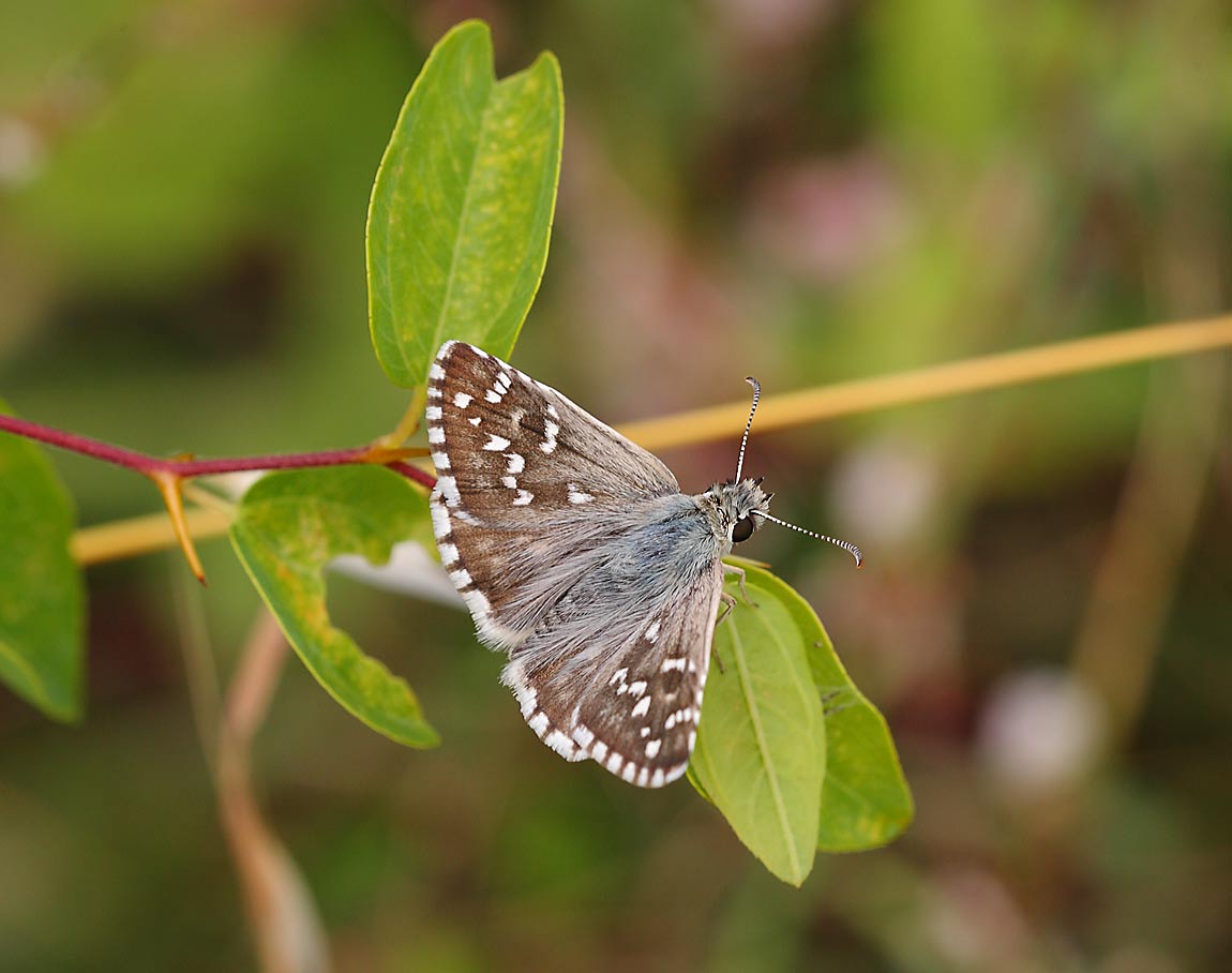 Oberthur's-Grizzled-Skipper731056