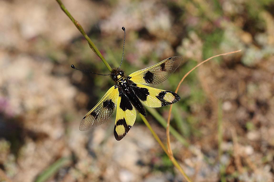 Owlfly-7091315