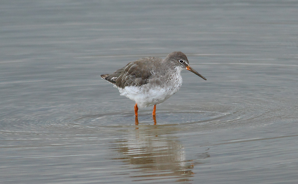 Redshank 6700371