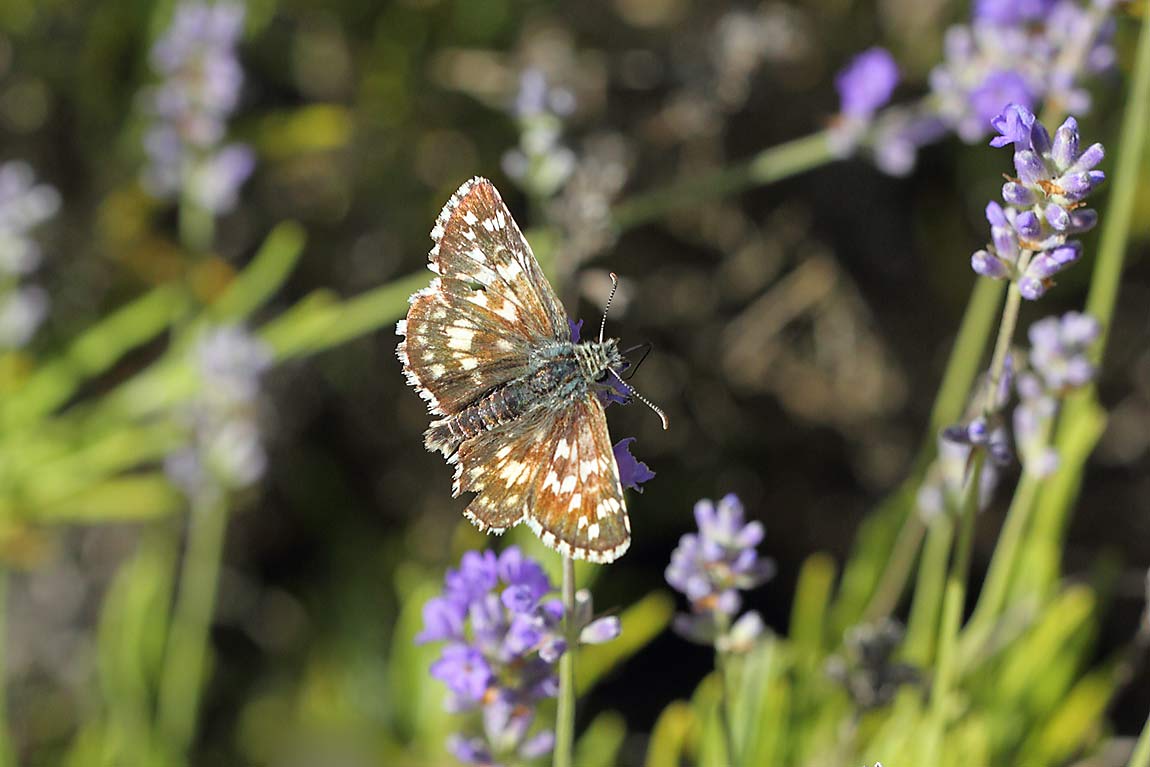Sandy-Grizzled-Skipper-0269152