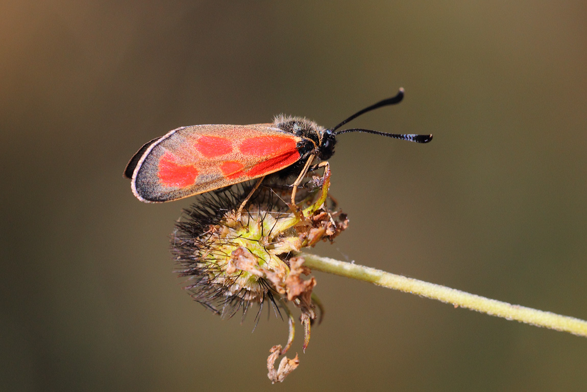 Slender Burnet 0195337