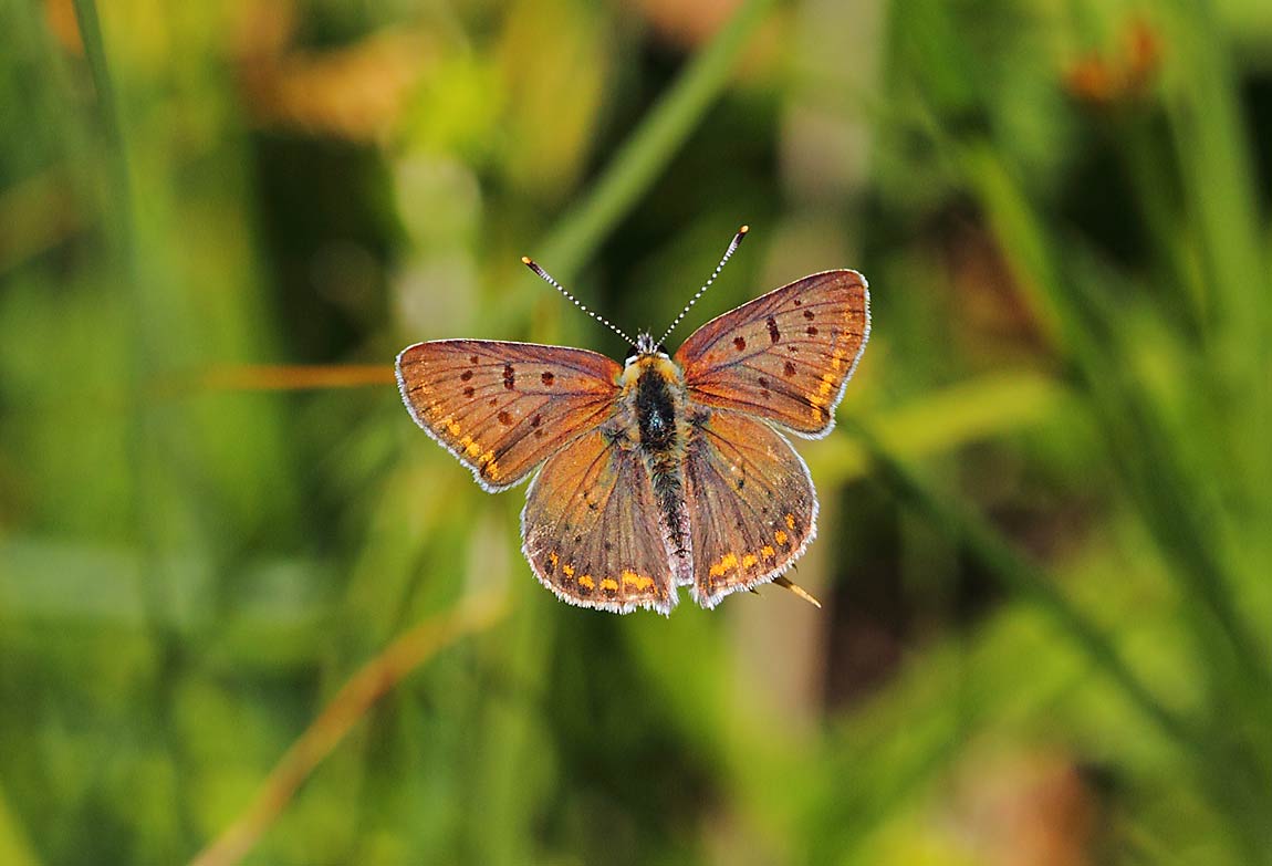 Sooty-Copper-8954228