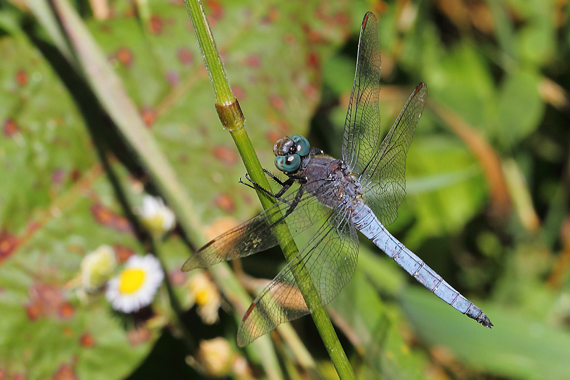 Southern Skimmer 9607330