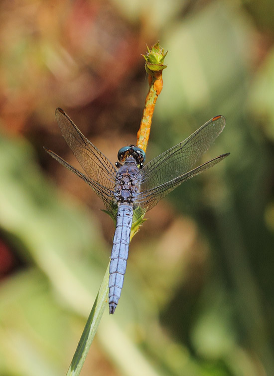Southern-Skimmer-9656271