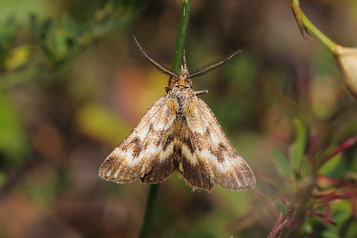 Synaphe moldavica 0300338