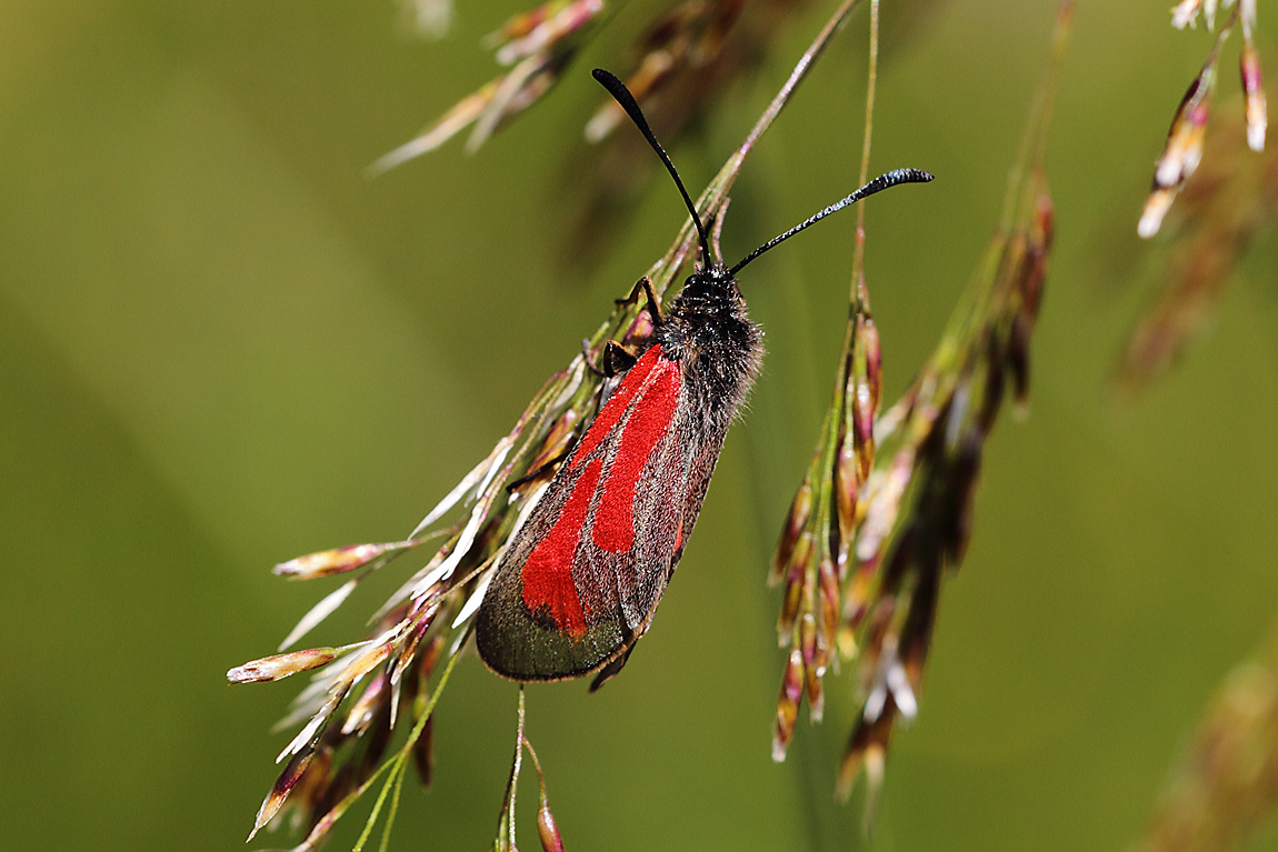 Transparent Burnet 9030302