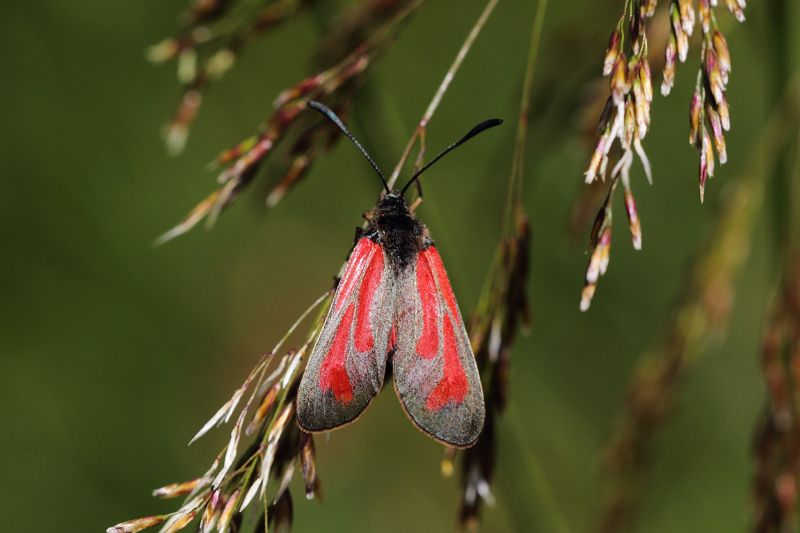 Transparent Burnet 9041303