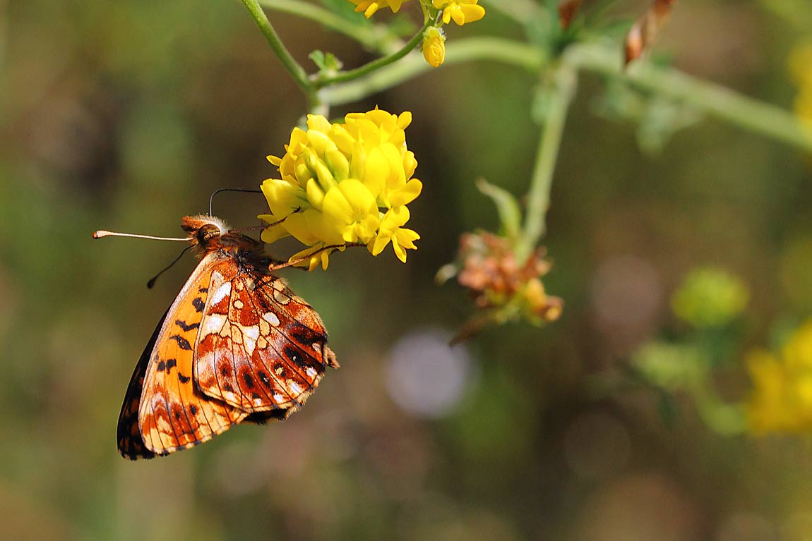 Weaver's-Fritillary-0202138