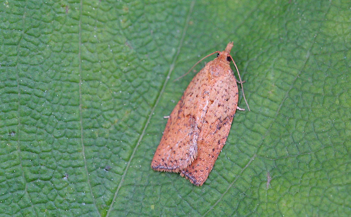 Acleris ferrugana 7572471