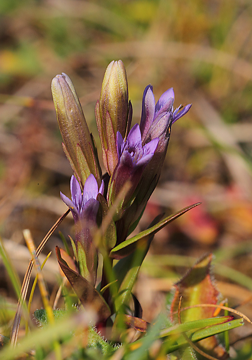 Autumn Gentian a 6907421