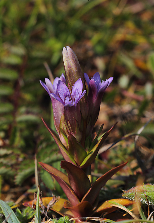 Autumn Gentian a 6919423