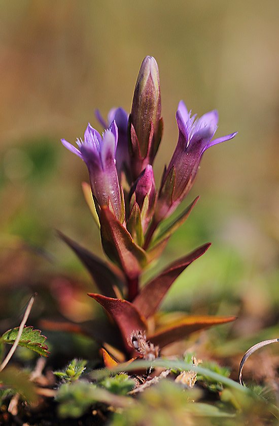 Autumn Gentian a  6951418