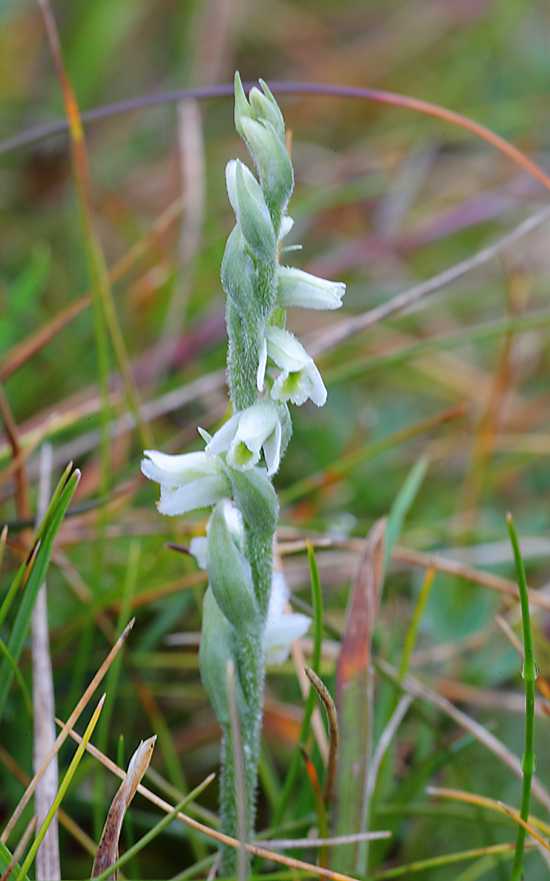 Autumn Ladies Tresses a 6835414
