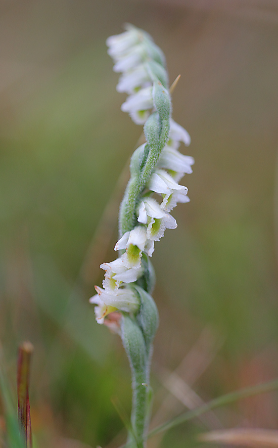 Autumn Ladies Tresses a 6841413