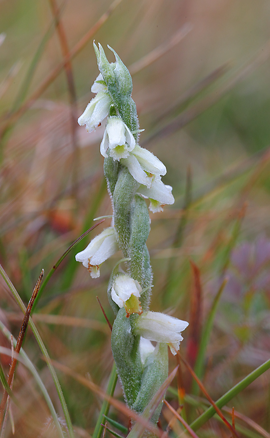 Autumn Ladies Tresses a 6850412