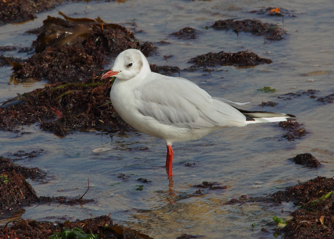 BHGull a 7062430
