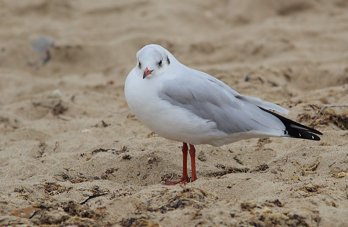 BHGull a 7129437