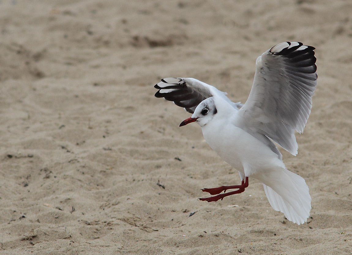 BHGull a 7134438