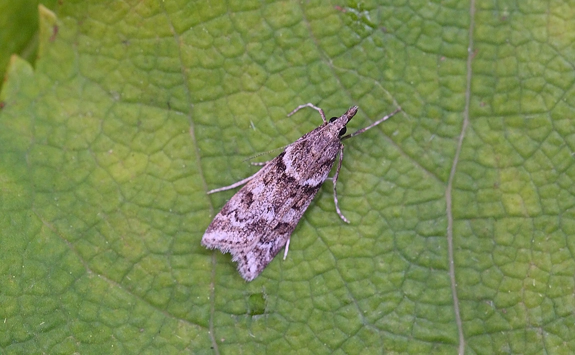 Eudonia angustia 7566469