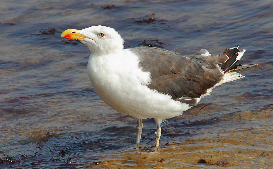 GBBGull a 7056429