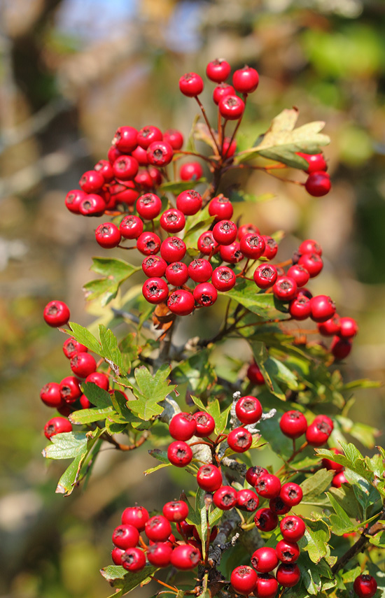 Hawthorn a 6885417