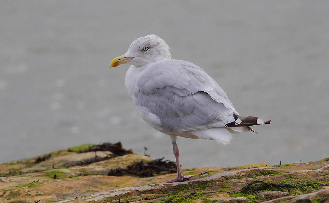 Herring Gull a 7099433