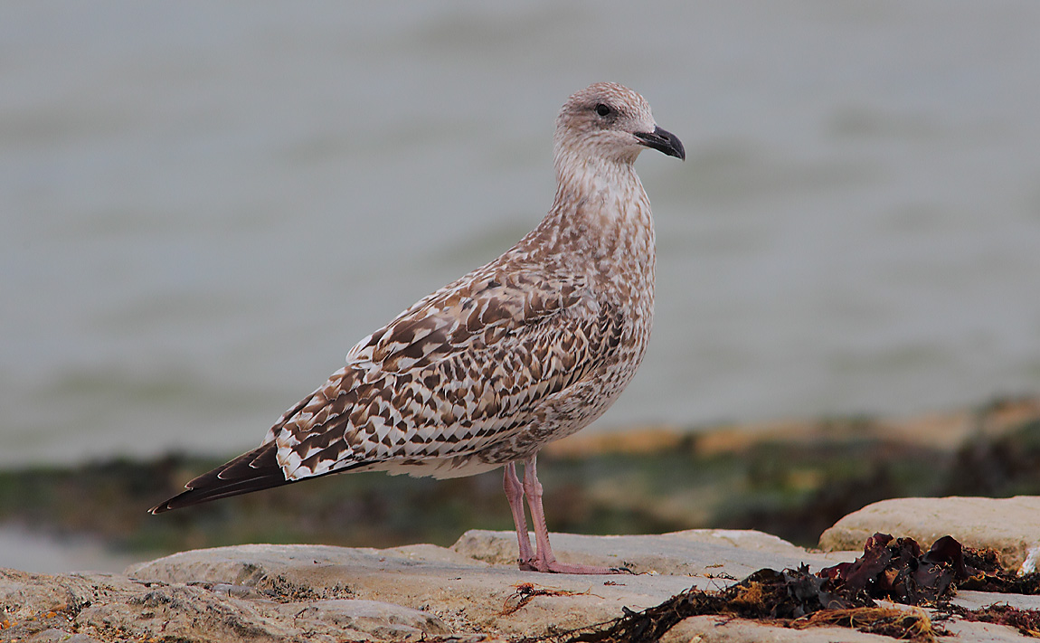 Juv Herring Gull a  7115435