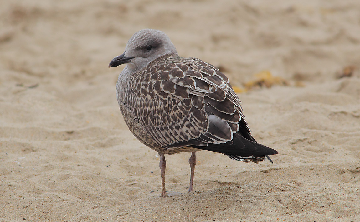 Juv Herring Gull a 7145439