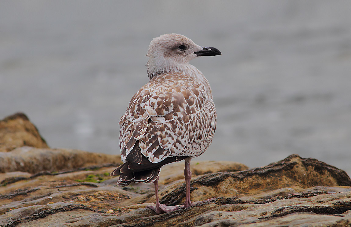 Juvenile Herring Gull a 7096432