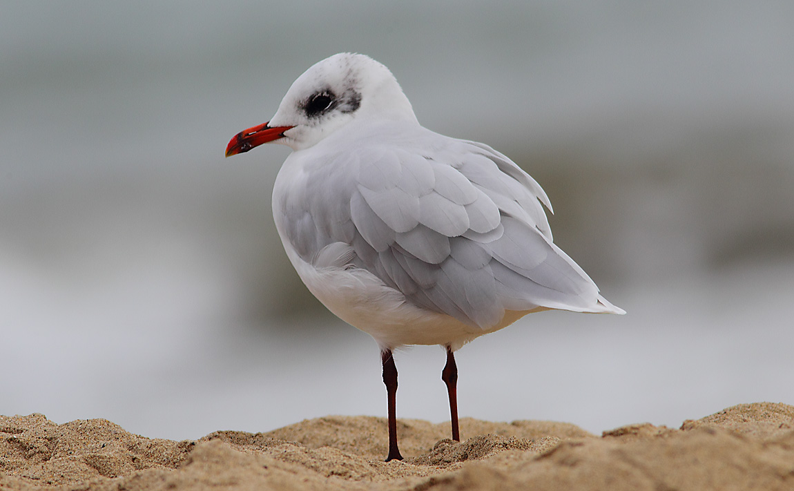 Med Gull a 7166425