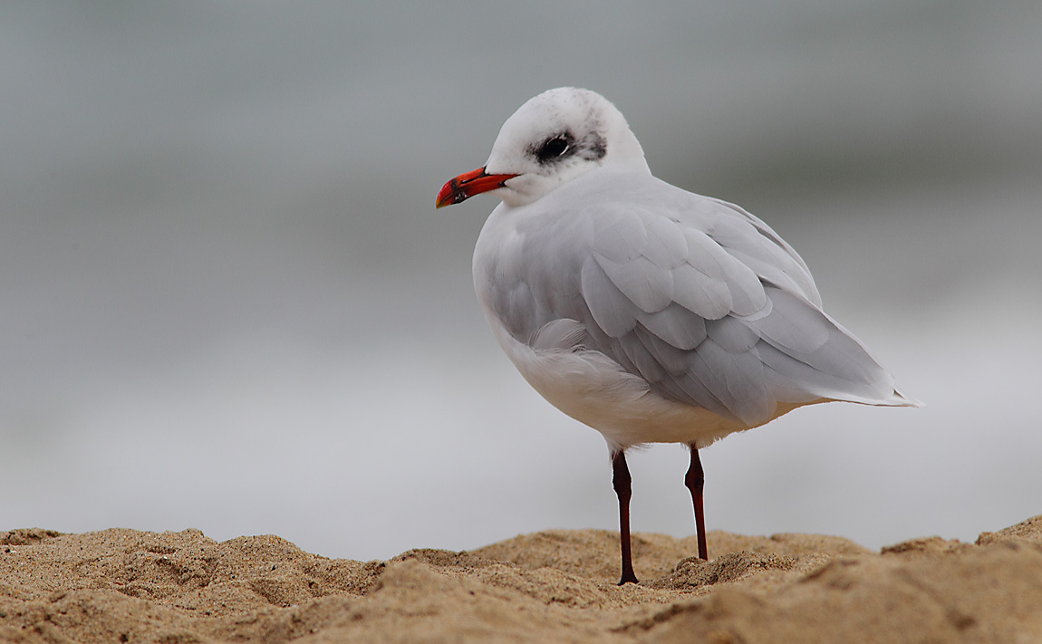 Med Gull a 7167426