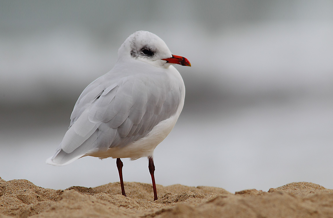 Med Gull a 7177427